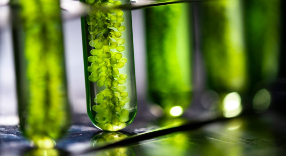 Ethanol, a Renewable for the Maritime Transition?