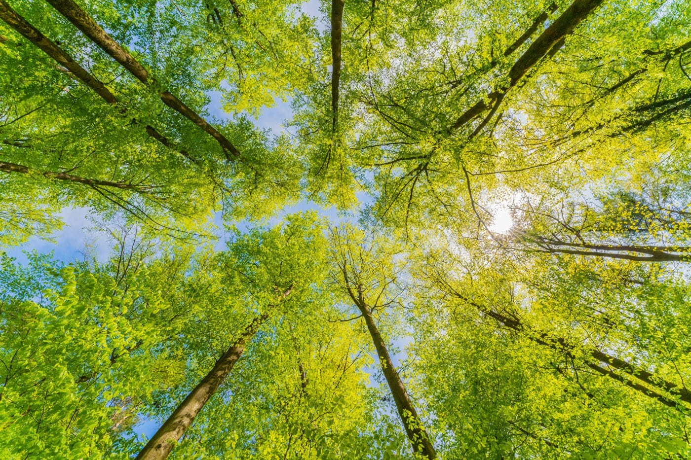 🌱 MOOI-Subsidy for SPROUT: From Greenhouse to Energy Hub